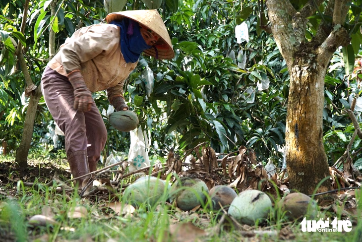Xoài rụng đầy gốc Xoài rụng đầy gốc do giá thấp