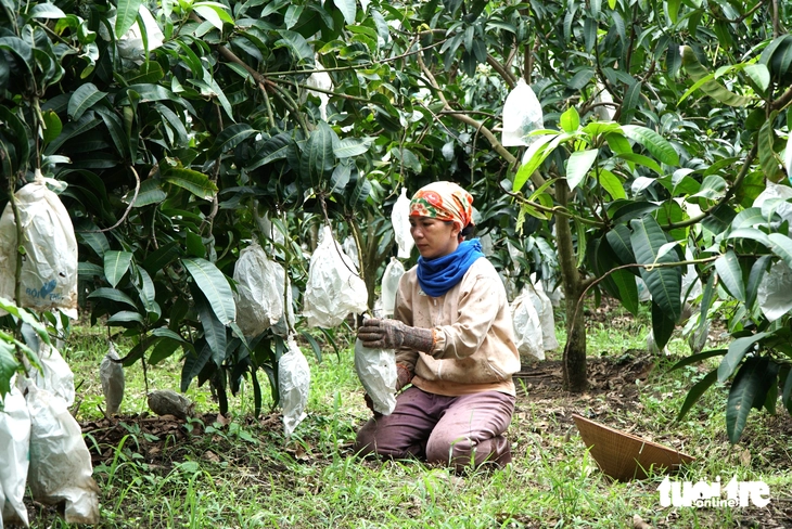 Chị Lê Thị Vân Chị Lê Thị Vân đầu tư lớn cho vườn xoài
