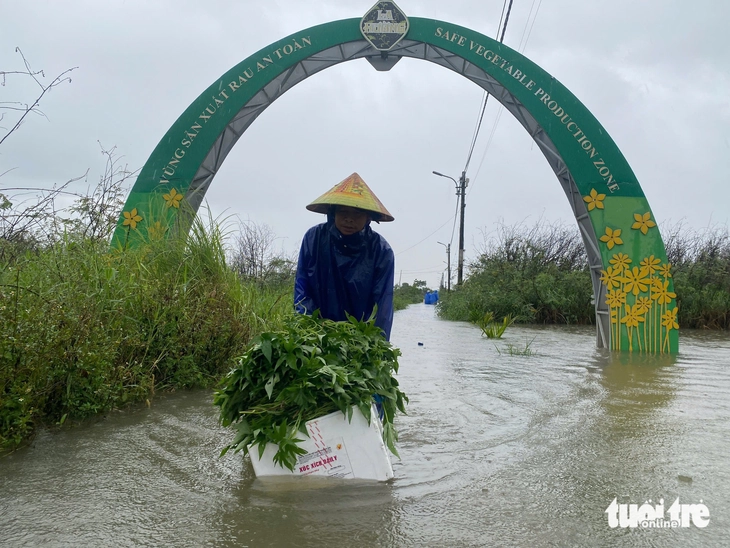 Mưa lớn gây ngập lụt nghiêm trọng tại làng rau La Hường Nông dân cố gắng vớt vát rau màu trong nước lũ