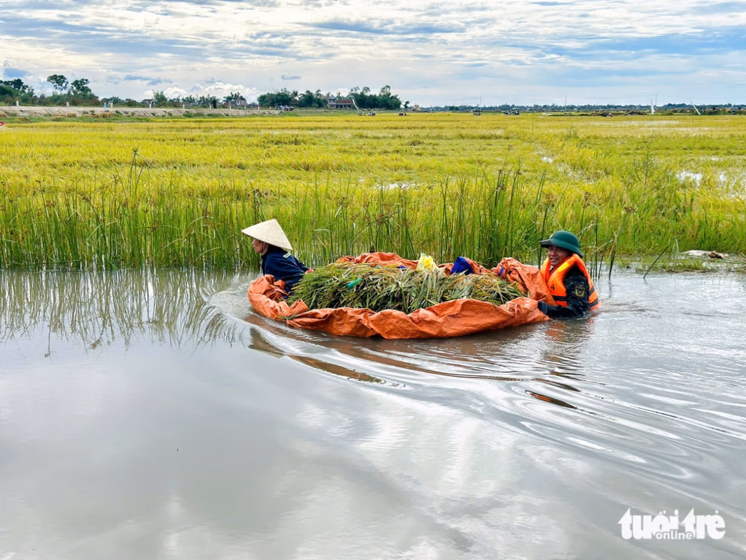 Bộ đội và người dân Huế chung tay khắc phục hậu quả mưa lũ lịch sử Bộ đội và người dân Huế gặt lúa ngập