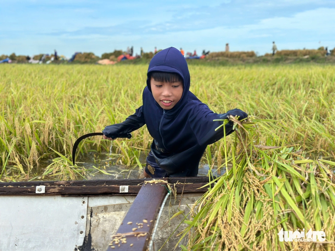 Bộ đội và người dân Huế chung tay khắc phục hậu quả mưa lũ lịch sử Em Nguyễn Quang Tấn Đức cùng gia đình gặt lúa ngập