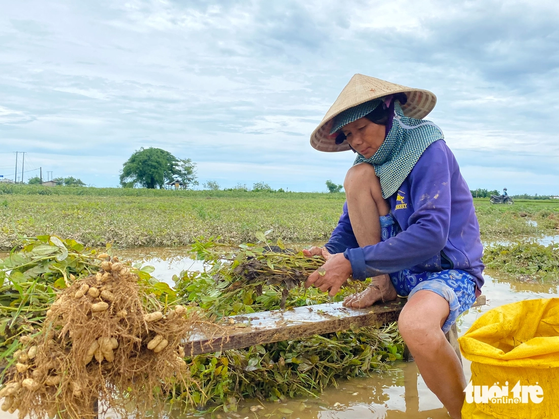 Bộ đội và người dân Huế chung tay khắc phục hậu quả mưa lũ lịch sử Bà Nguyễn Thị Mẫn thu hoạch đậu phụng ngập