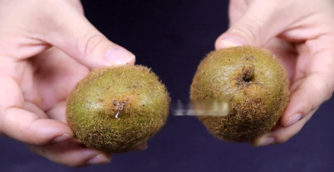 Phần đáy Kiwi Phần đáy Kiwi