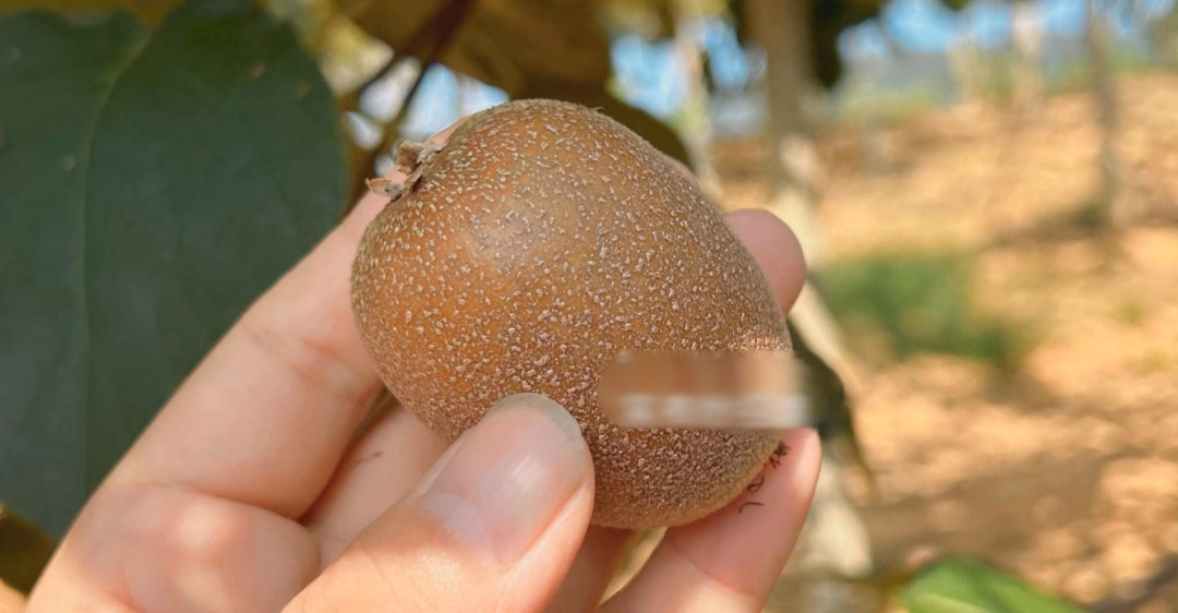 Hình dáng Kiwi Hình dáng Kiwi