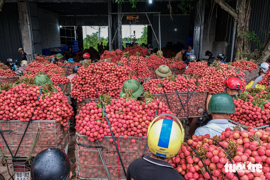 Nông dân Bắc Giang thu hái vải thiều Nông dân Bắc Giang thu hái vải thiều