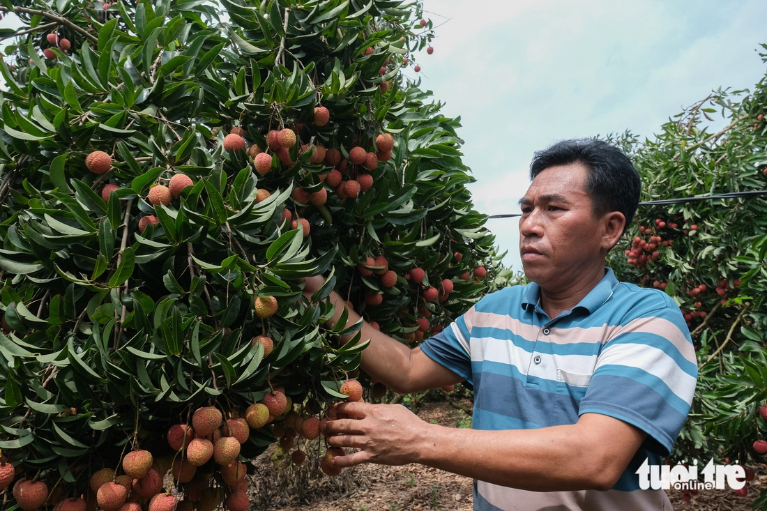 Hợp tác xã Hồng Xuân thu hái vải thiều Hợp tác xã Hồng Xuân thu hái vải thiều