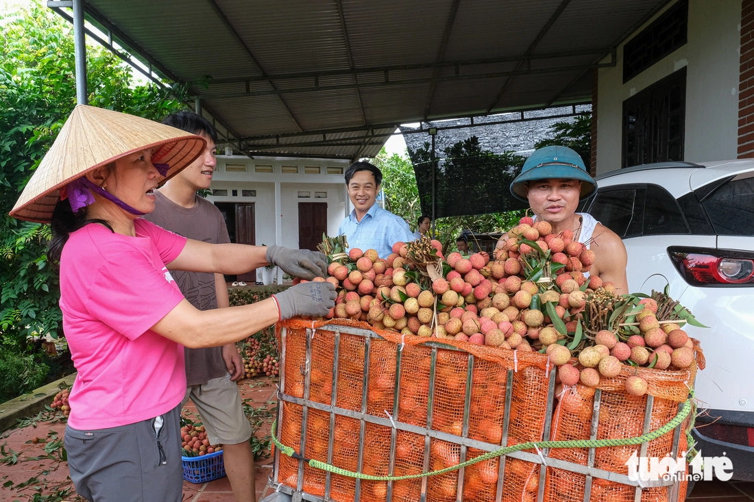 Nông dân Bắc Giang thu nhập từ vải thiều Nông dân Bắc Giang thu nhập từ vải thiều