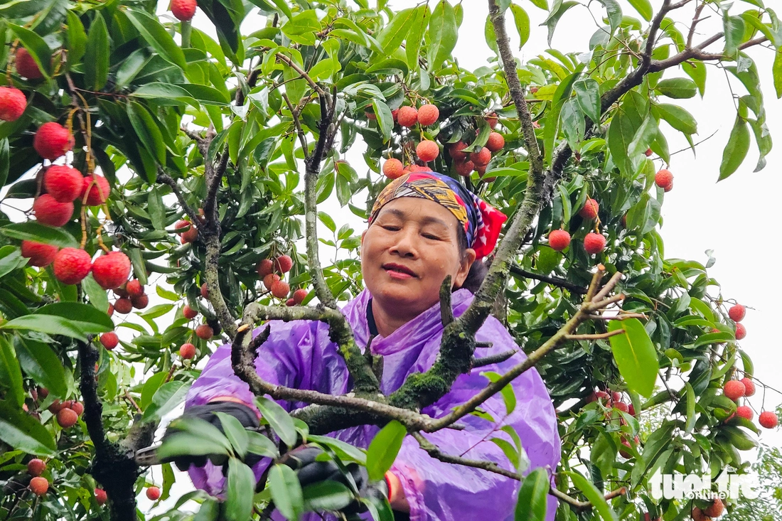 Nông dân Bắc Giang hái vải thiều bất chấp thời tiết Nông dân Bắc Giang hái vải thiều bất chấp thời tiết