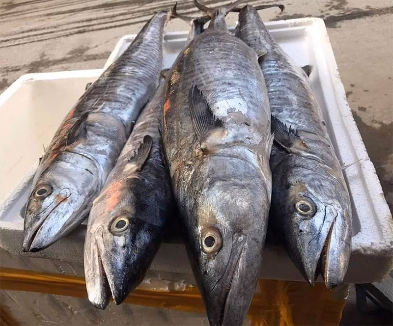 Cá thu Cá thu giàu omega-3