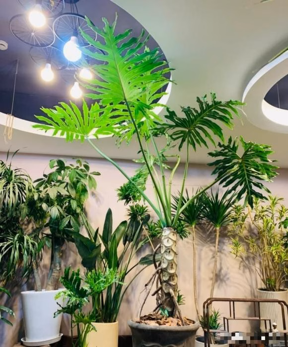 Trầu bà thanh xuân Trầu bà thanh xuân
