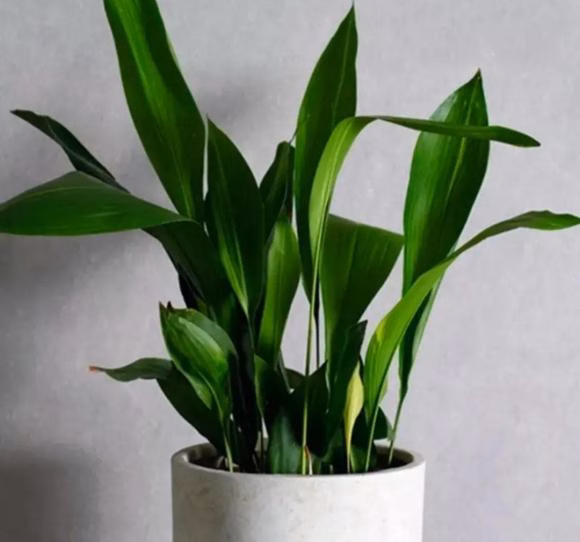 Tỏi rừng Tỏi rừng