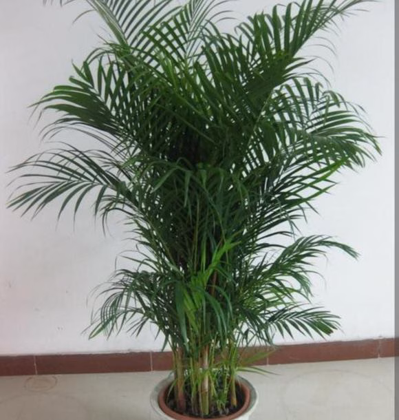 Cau cảnh Cau cảnh