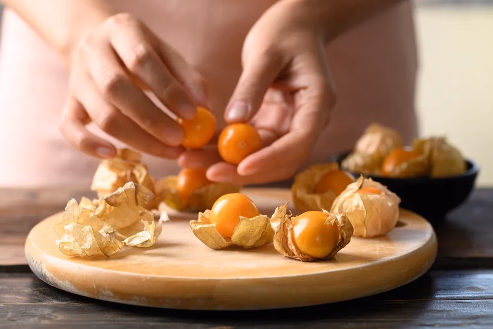 Quả tầm bóp mang đến nhiều lợi ích sức khỏe Quả tầm bóp mang đến nhiều lợi ích sức khỏe