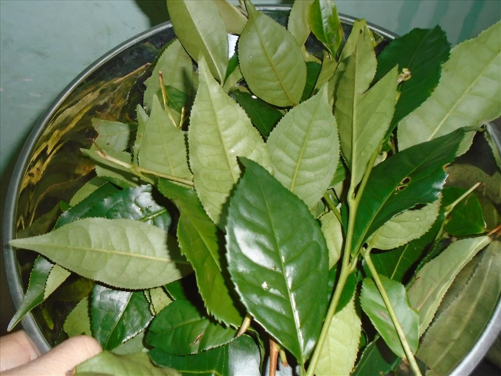 Tác dụng của lá trà xanh