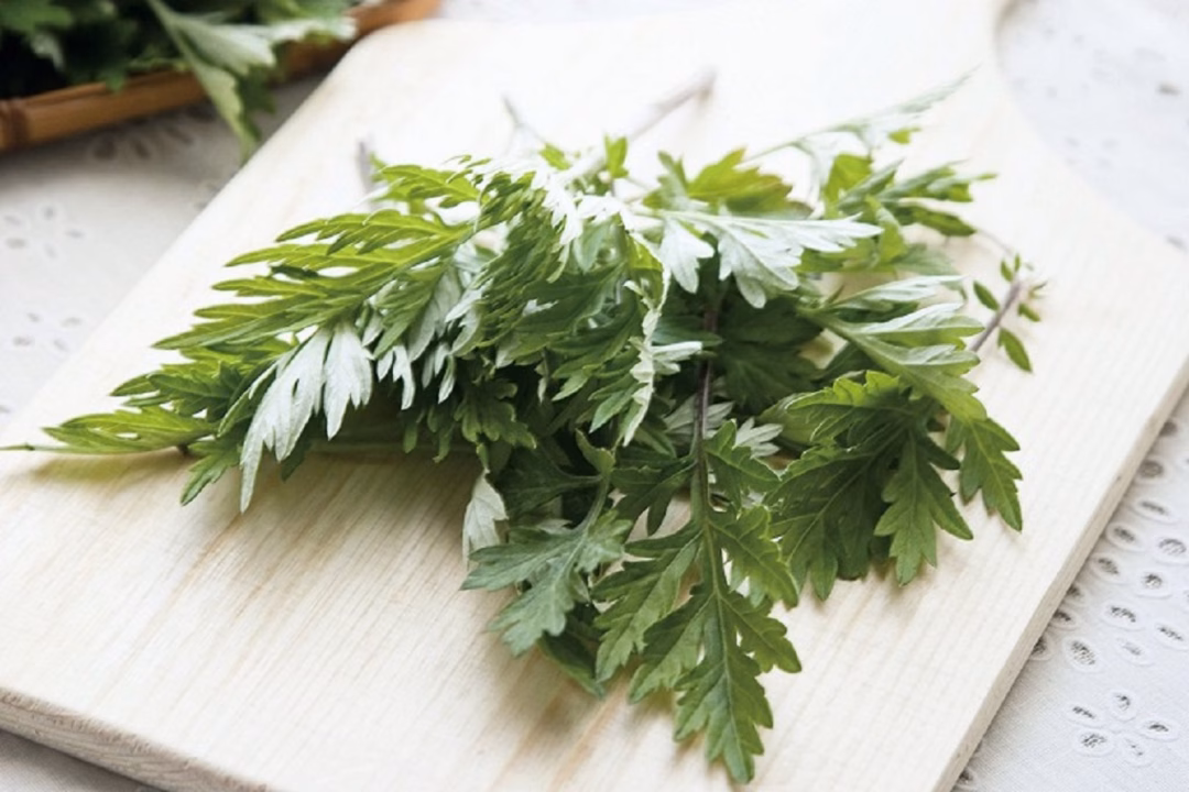 Lá ngải cứu được người Trung Quốc coi trọng Lá ngải cứu được người Trung Quốc coi trọng