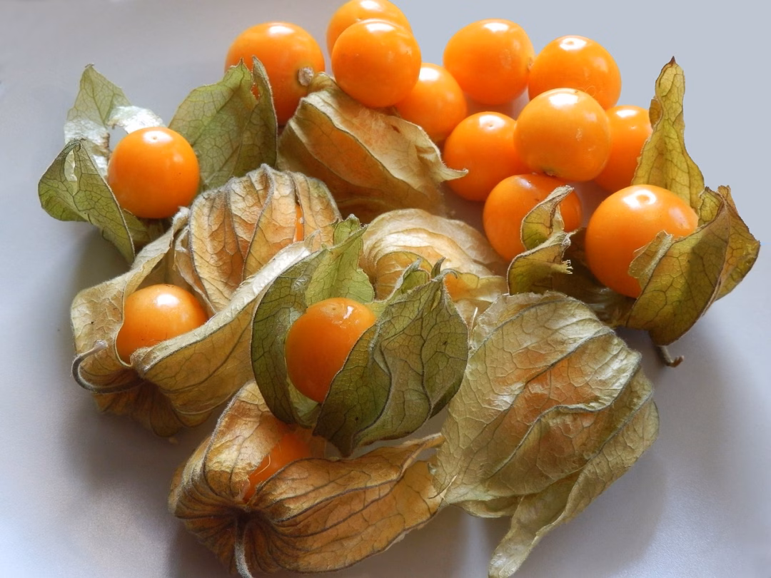 Quả tầm bóp giàu dinh dưỡng Quả tầm bóp giàu dinh dưỡng