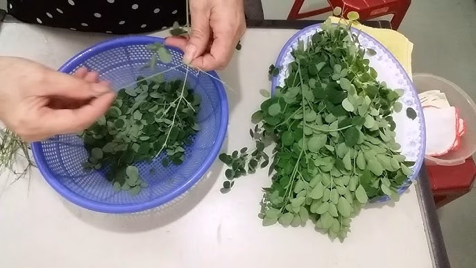 Lợi ích của lá chùm ngây