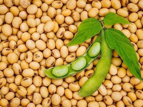 Thịt lợn và đậu nành Thịt lợn và đậu nành không nên kết hợp