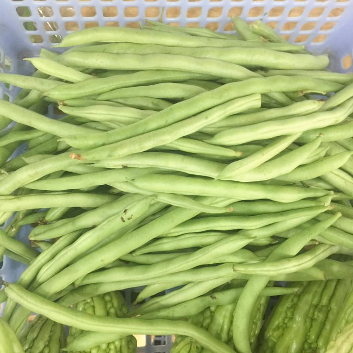 Đậu cô ve trồng vào mùa hè