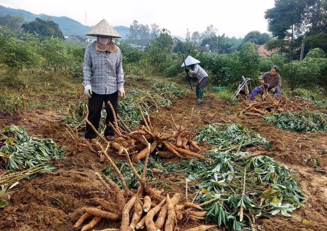 Người dân thu hoạch sắn