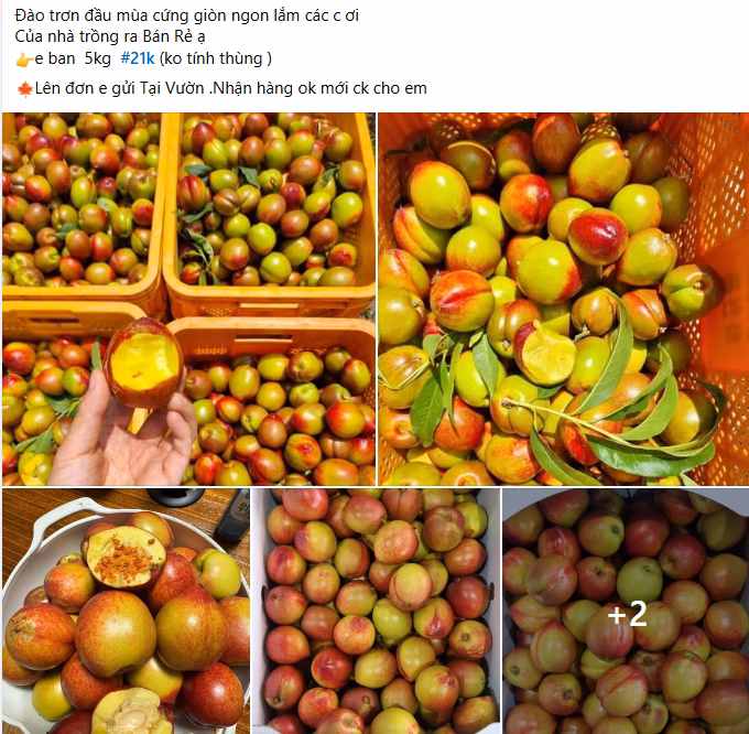 Quả đào trơn được bày bán tại các chợ truyền thống