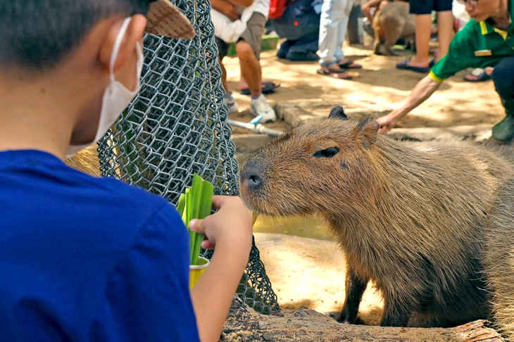 Du khách cho capybara ăn tại Thảo Cầm Viên Sài Gòn