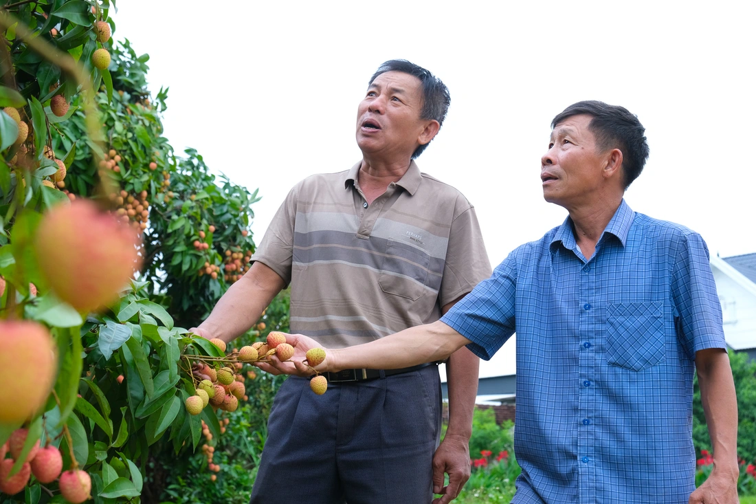 Nông dân 'đội nắng' chăm vườn vải thiều, u hồng xuất khẩu. Vải thiều Bắc Giang.