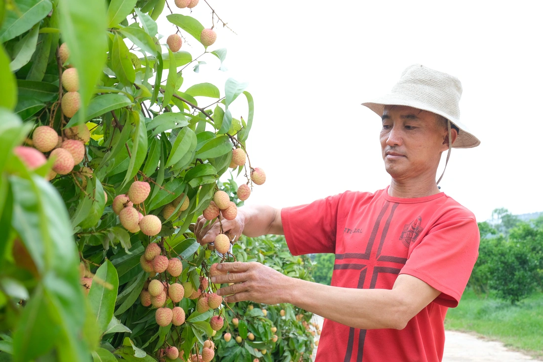 Nông dân 'đội nắng' chăm vườn vải thiều, u hồng xuất khẩu. Nông dân chăm sóc vải thiều.
