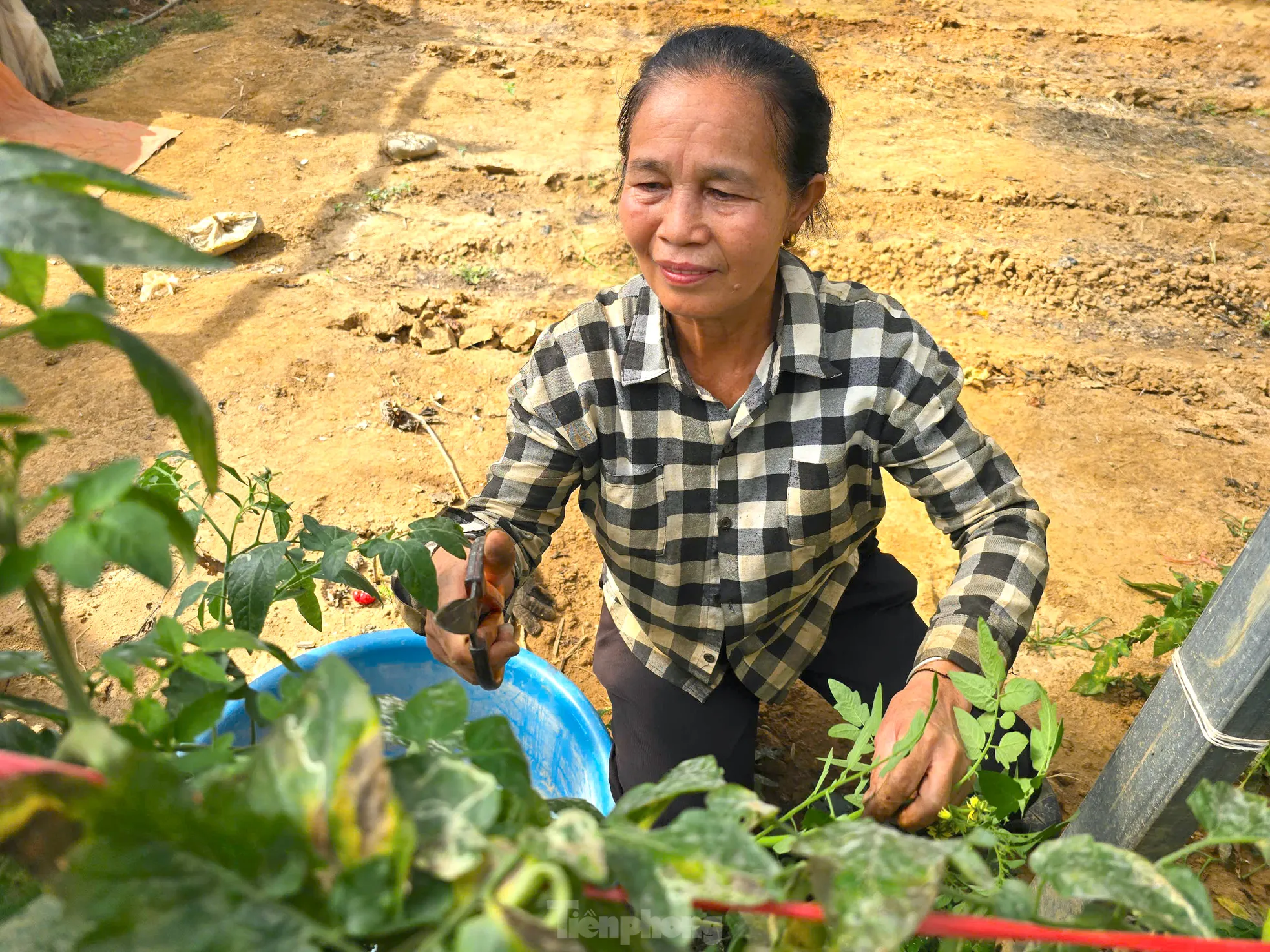 Cà chua múi Chị Vi Thị Giang thu hoạch cà chua múi