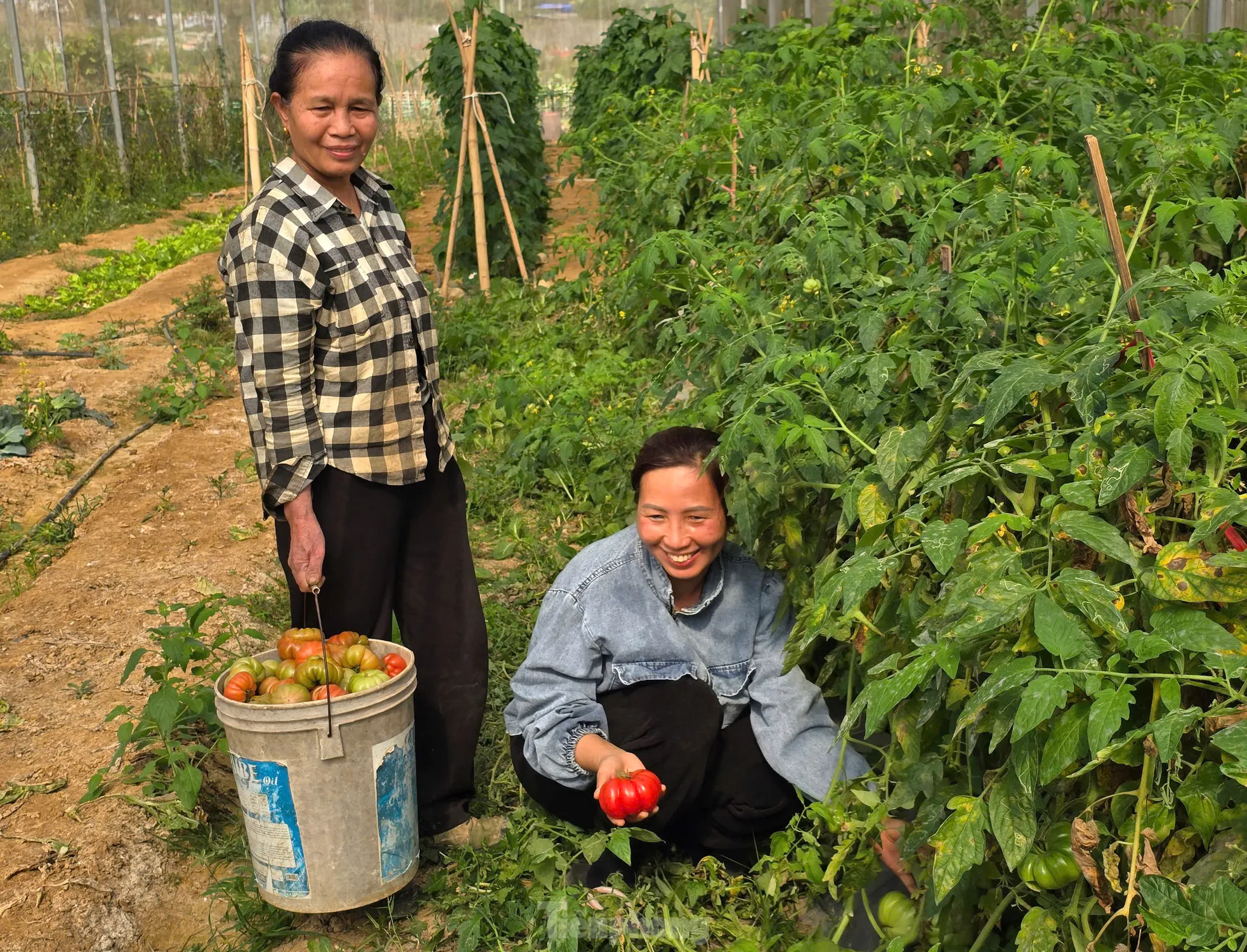 Cà chua múi và bắp cải Cà chua múi và bắp cải được trồng luân phiên