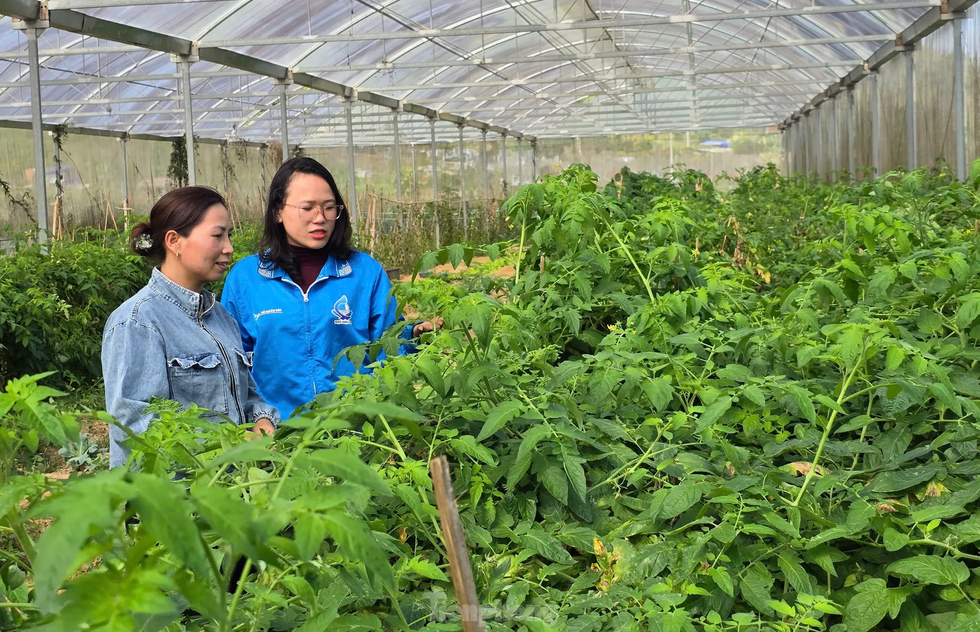 Dưa hấu Chị Vi Thị Giang kiểm tra dưa hấu