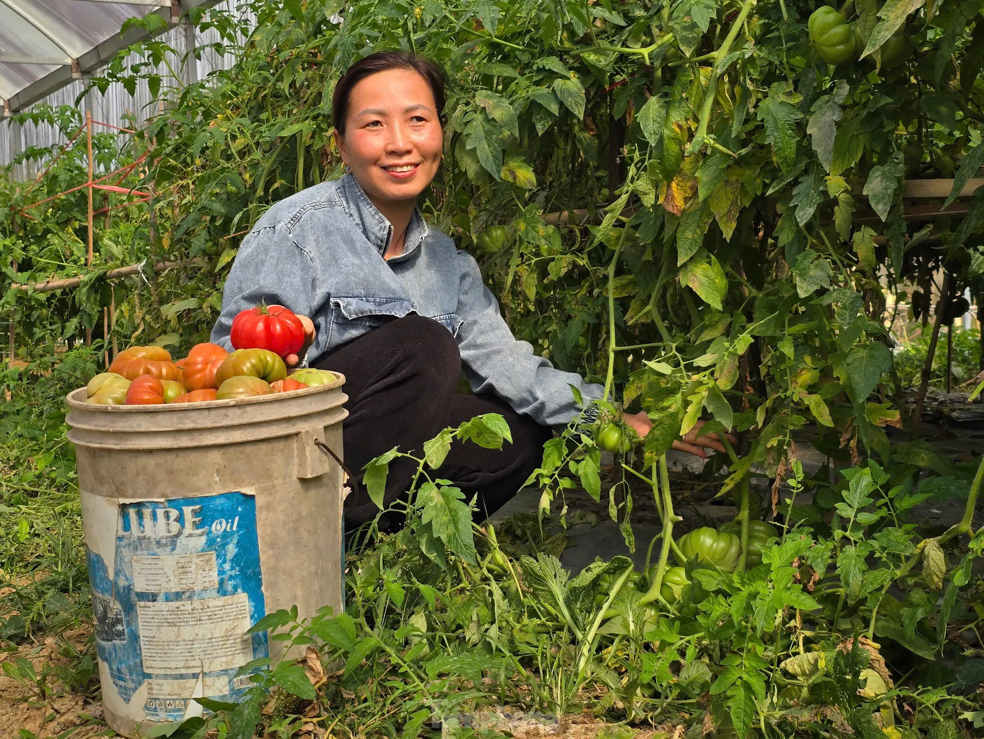 Cà chua múi Sản phẩm cà chua múi được khách hàng ưa chuộng