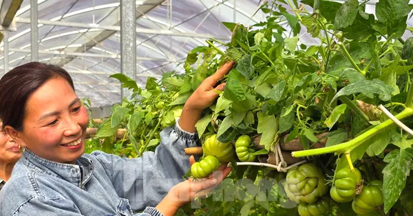 Cà chua múi Cà chua múi cho thu nhập cao