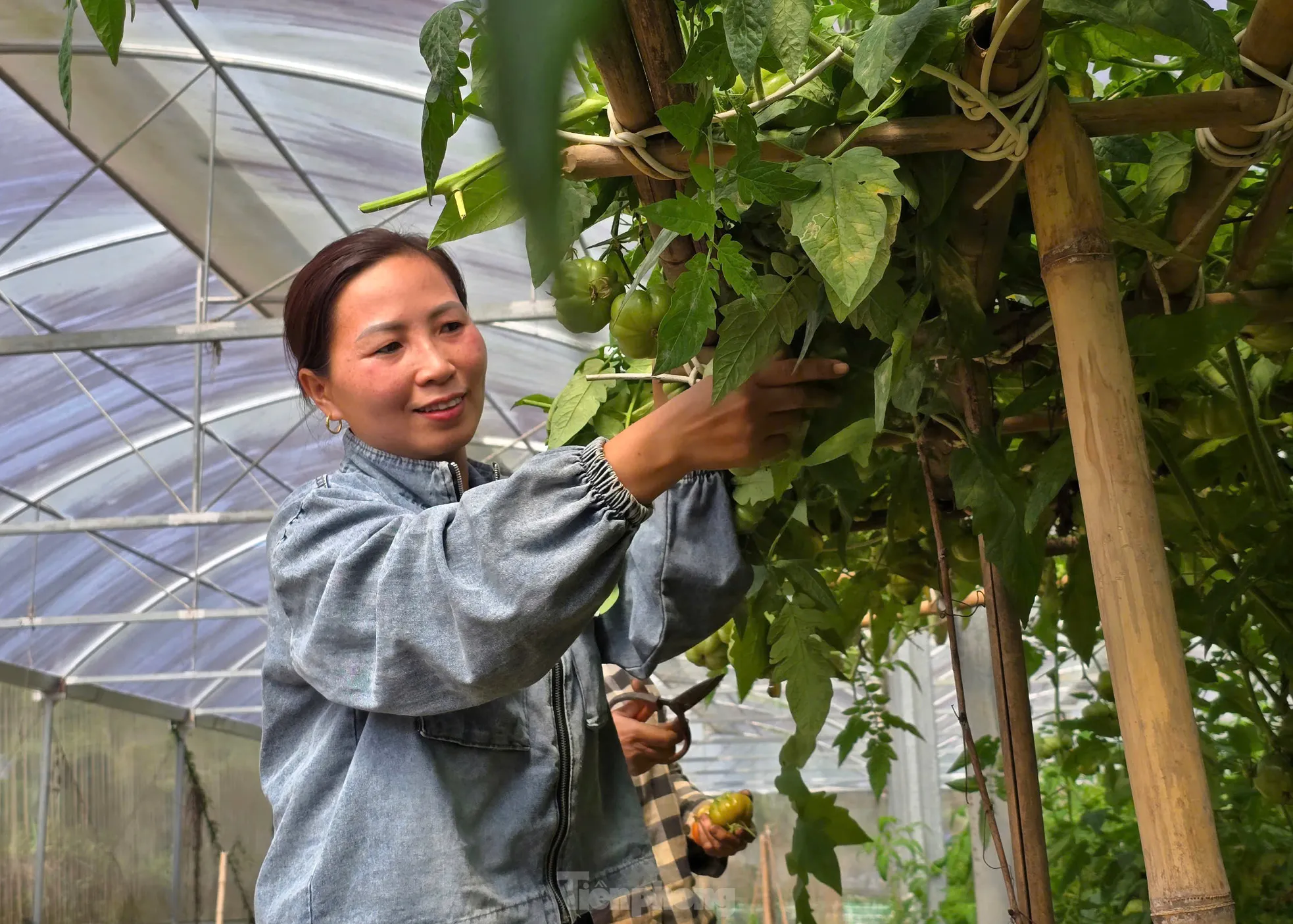 Cà chua múi Chị Vi Thị Giang bên lứa cà chua múi