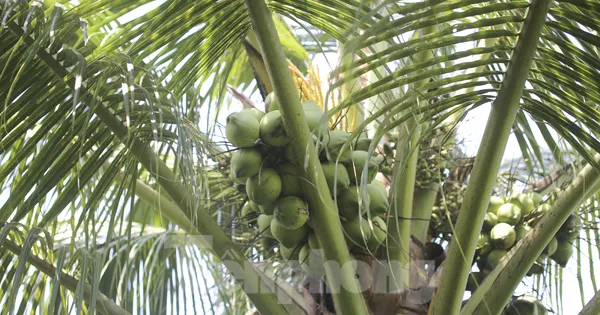 Cây dừa xiêm được trồng và chăm sóc theo hướng hữu cơ Cây dừa xiêm được trồng và chăm sóc theo hướng hữu cơ
