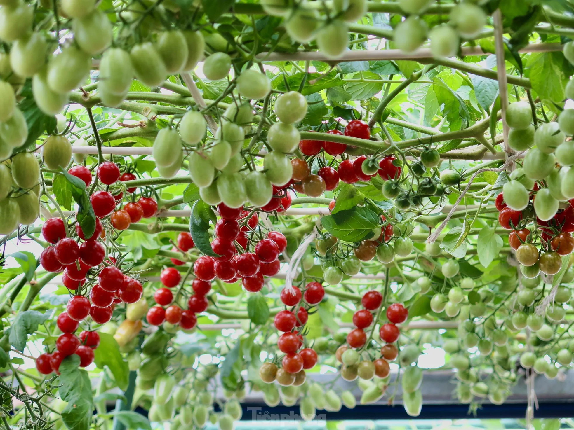Khu vườn trĩu quả Khu vườn trĩu quả của chị Luy
