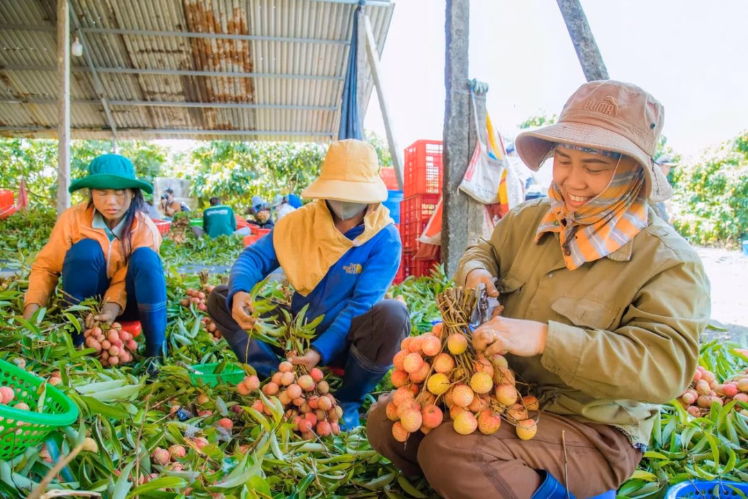 Vải thiều Việt Nam xuất khẩu Vải thiều xuất khẩu