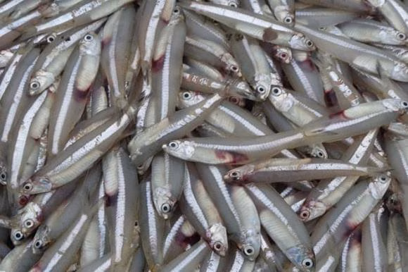 Cá cơm - nguồn dinh dưỡng dồi dào