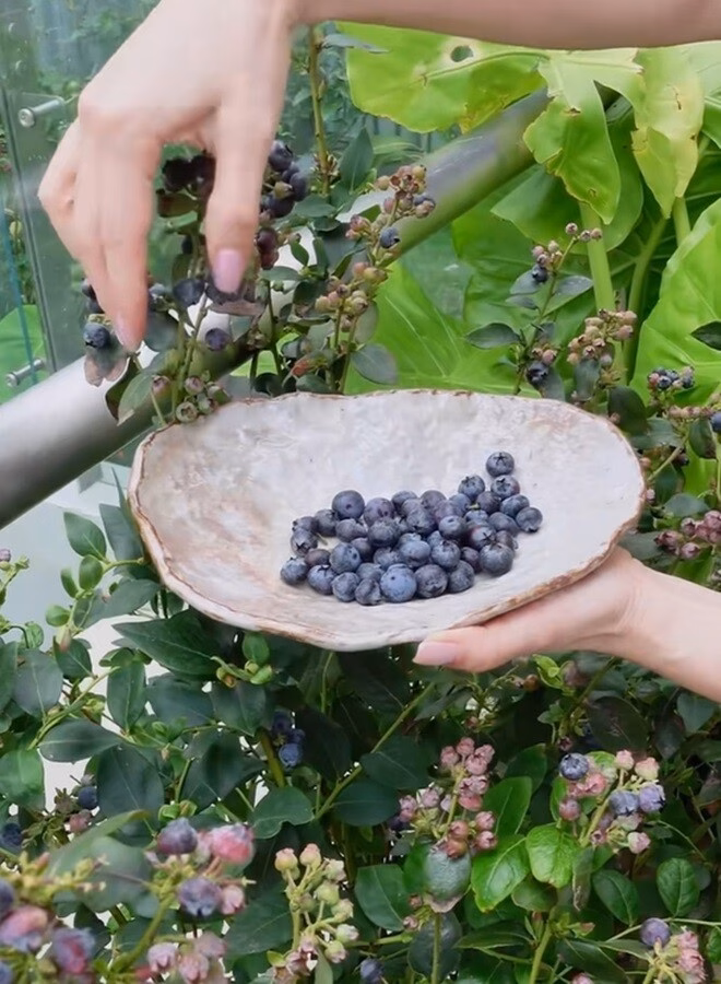 Trong khu vườn, Hồng Nhung trồng một bụi việt quất. Cô nhấn mạnh phải hái ngay khi chín để không rụng mất: “Vì nếu không là các em ấy rụng xuống đất, phí lắm”.