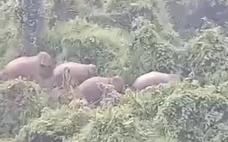 Phát hiện thêm một con voi con tại khu bảo tồn voi hoang dã ở Đà Nẵng Phát hiện thêm cá thể voi con trong Khu bảo tồn ở Đà Nẵng qua bẫy ảnh - Ảnh 2.