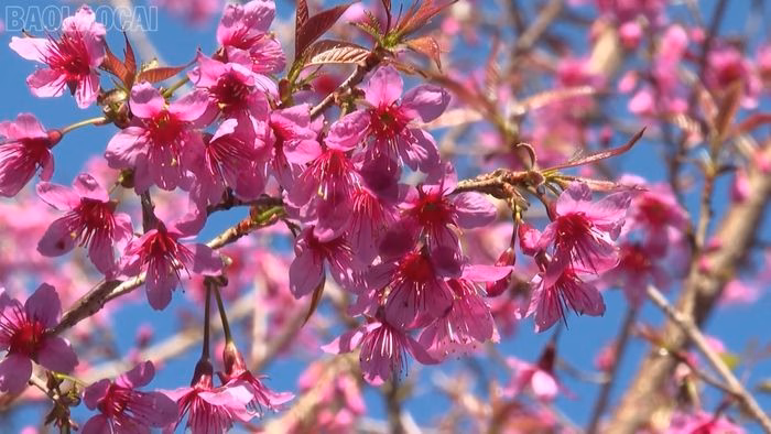 Vẻ đẹp lo&agrave;i hoa Tớ d&agrave;y tại M&ugrave; Cang Chải