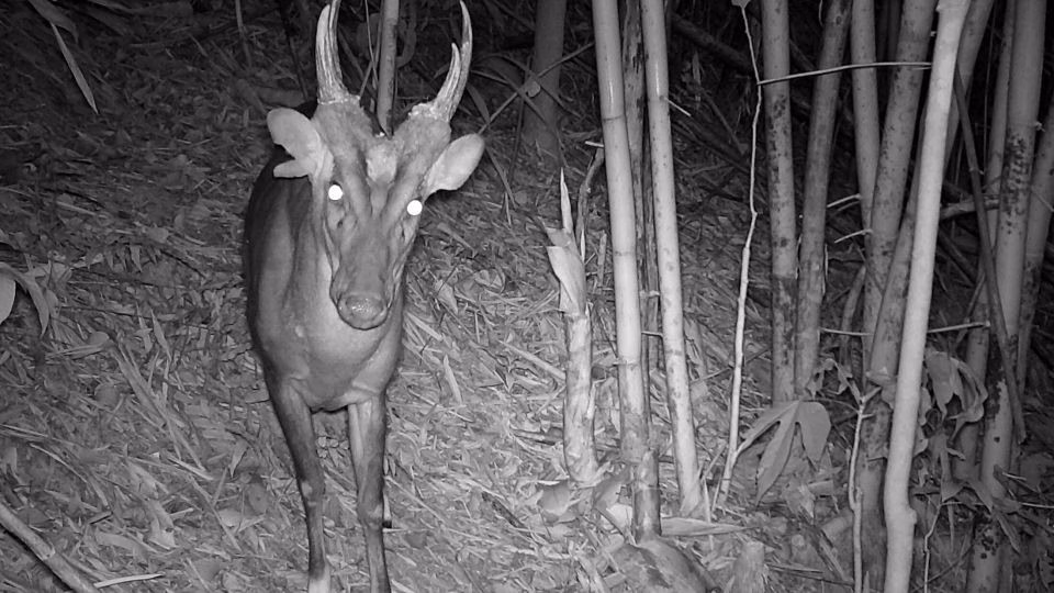 Loài mang gạc lớn có nguy cơ tuyệt chủng nghiêm trọng. Loài mang gạc lớn được chụp ảnh bằng máy ảnh bẫy ở Vườn quốc gia Virachey.
