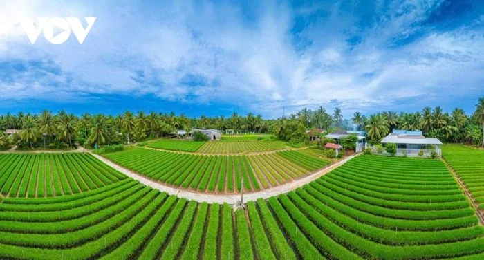 C&aacute;nh đồng hẹ xanh mướt tại Giồng Bắc