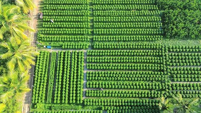 Cây cúc mâm xôi chuẩn bị ra mắt thị trường Cây cúc mâm xôi được chăm sóc kỹ lưỡng