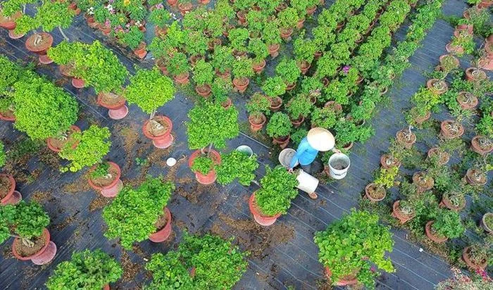 Hoa giấy đa sắc ở Hưng Khánh Trung Hoa giấy đa sắc trong vườn của anh Huỳnh Cường