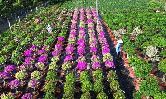 Hoa giấy tạo nguồn thu nhập ổn định cho làng nghề Hoa giấy vươn mình trong nắng