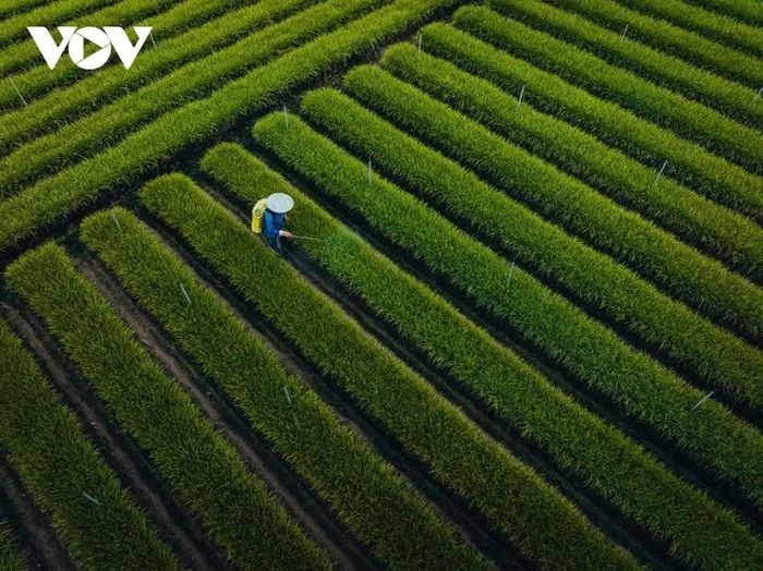 Ho&agrave;ng h&ocirc;n tr&ecirc;n đồng hẹ Giồng Bắc