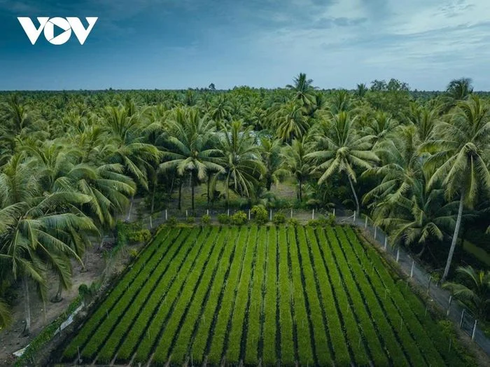 Luống hẹ xanh r&igrave; r&agrave;o trong gi&oacute;