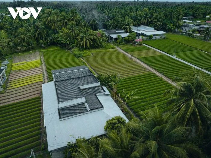 M&agrave;u xanh non của l&aacute; hẹ ở Giồng Bắc