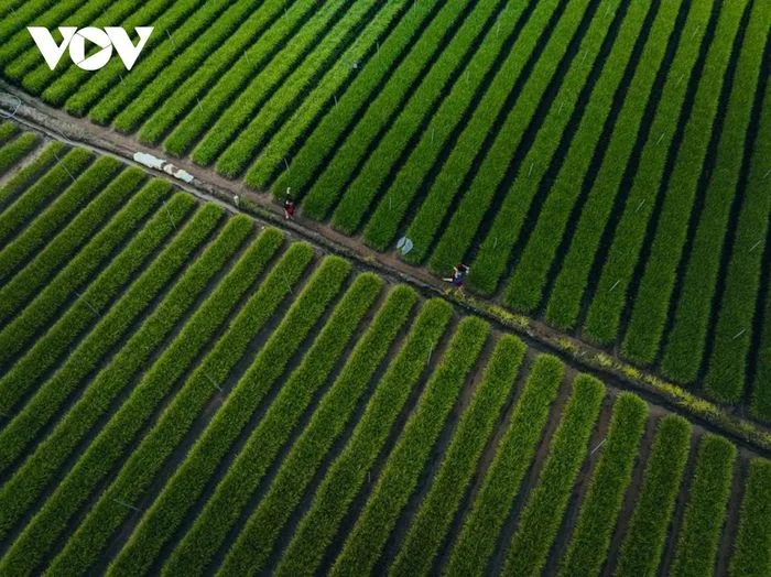 Nghề trồng hẹ &ndash; n&eacute;t văn ho&aacute; n&ocirc;ng nghiệp